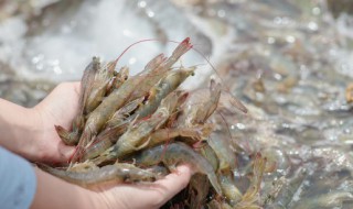 家里面怎么养殖虾 家里虾怎么养殖方法-九图集