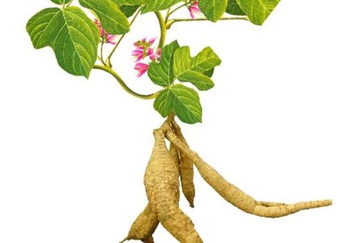 葛根有毒吗(葛根素有毒吗)-九图集