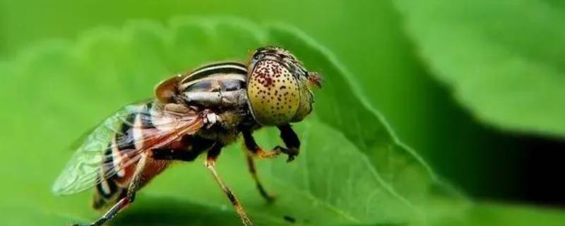 果蝇属于什么门 果蝇属于什么门有颈椎骨吗