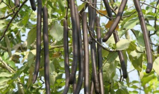 皂角的营养价值（皂角的营养价值与功效）-九图集