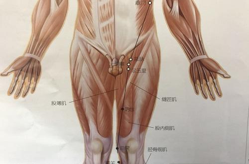 曲泉的准确位置图和作用 曲泉的准确位置图和作用的准确位置图
