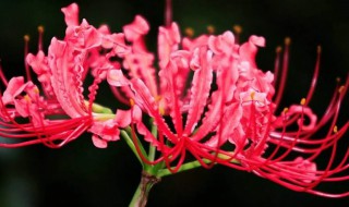 彼岸花盆栽好吗(彼岸花地栽好还是盆栽好)
