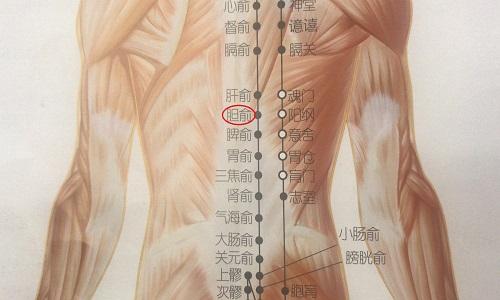 胆俞的准确位置图,胆俞的准确位置图和作用-九图集