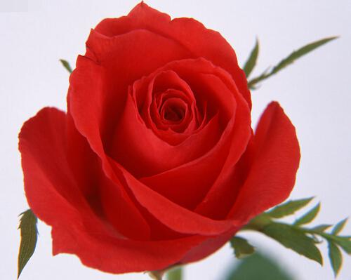 外阴白斑能根治吗（）-九图集