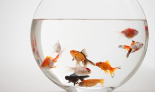 为什么鱼缸换水清洗后鱼就死了 鱼缸换水以后鱼为什么会死-九图集