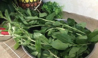 枸杞菜的功效与作用（枸杞菜的功效与作用禁忌）-九图集