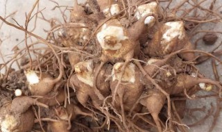 白附子的营养价值(白附子的药用价值)