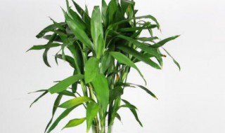 富贵竹放室内养可以吗（富贵竹放室外养可以吗）-九图集