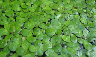 浮萍的营养价值（浮萍的营养价值和利用）-九图集