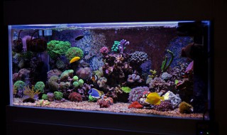 鱼缸里的沙子怎么清洗(鱼缸下面的沙子用什么清洗)