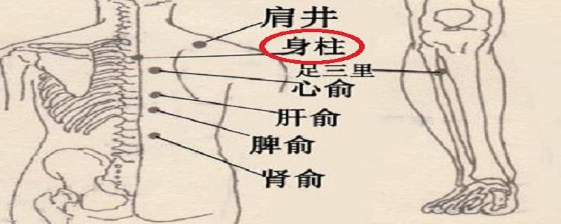 身柱的准确位置图视频 身柱准确位置图图解