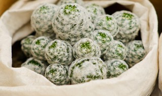 盆栽仙人球怎么养 仙人球怎么养 盆栽