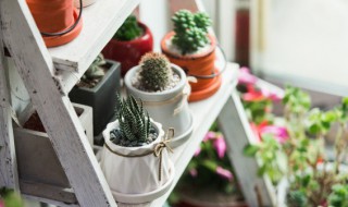 盆栽需要施肥吗 盆景需要施肥吗