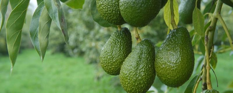 牛油果怎么选 牛油果怎么选比较好吃-九图集