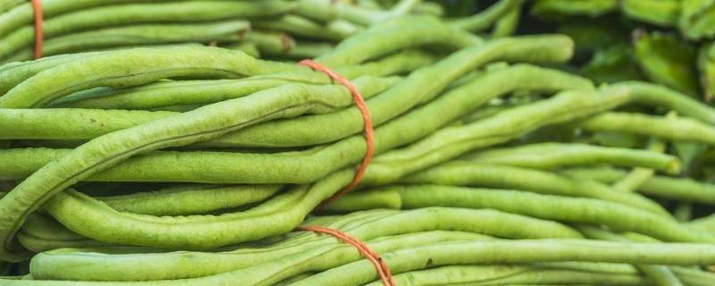 秋天有什么蔬菜（秋天有什么蔬菜熟了）-九图集