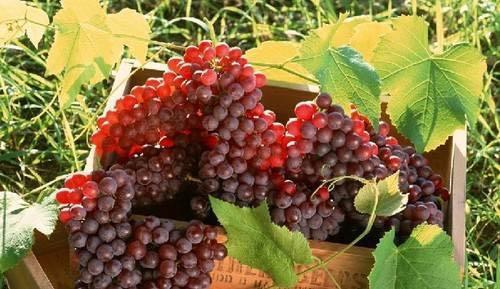 反季节水果对人体有害吗 反季节水果有营养吗