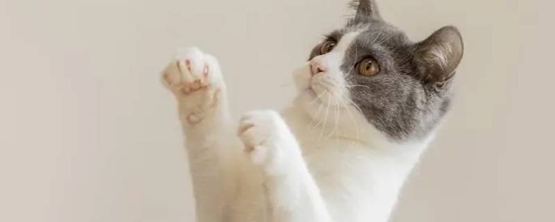 胎生动物有哪些?（卵生动物有哪些）-九图集