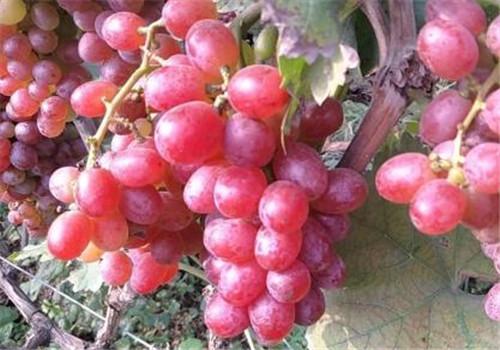 怀孕初期能吃提子吗(孕初期可以吃提子吗?)