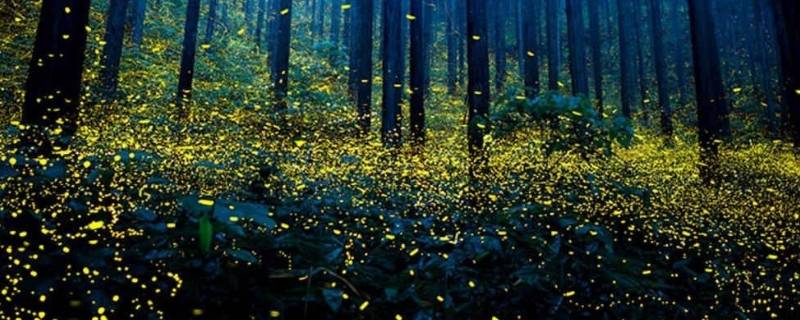 萤火虫寿命 萤火虫寿命好像就只有一天-九图集