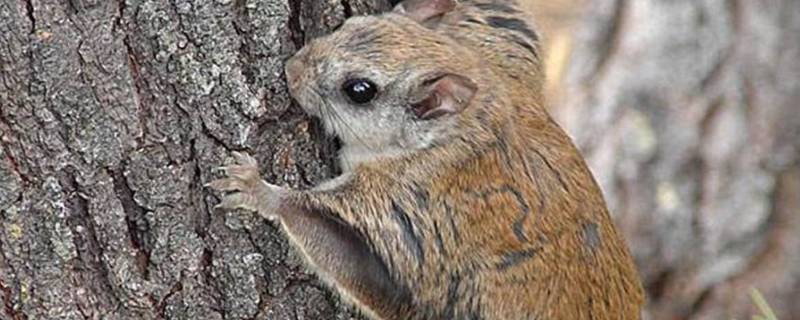 寒号鸟的资料有哪些 有关寒号鸟的资料图片-九图集