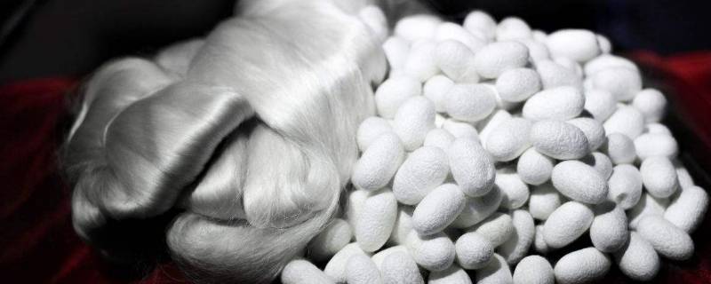 白丝是啥 伤口里拉出一根白丝是啥-九图集