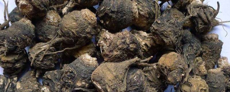 玛咖是从什么中提炼出来的 玛咖是从什么中提炼出来的选择题-九图集