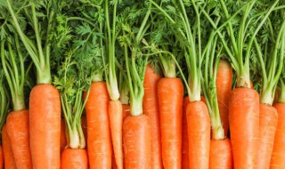 红萝卜怎么保存时间长(红萝卜怎么保存时间长一点)