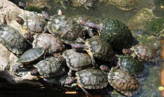 夏天怎样贮存活甲鱼(夏天如何保存活甲鱼)