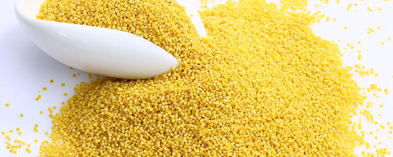 小米大米哪个容易发胖(小米大米哪个更容易发胖)