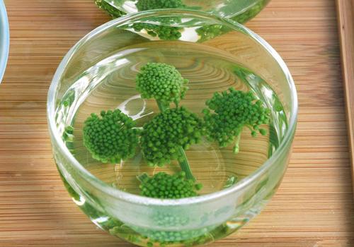 护肝养肝喝什么茶 适合长期喝的养肝茶