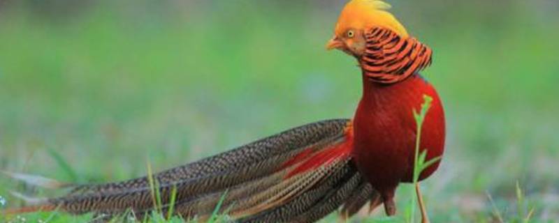 怎样保护珍稀动物至少五条（保护珍稀动物的措施五条）-九图集