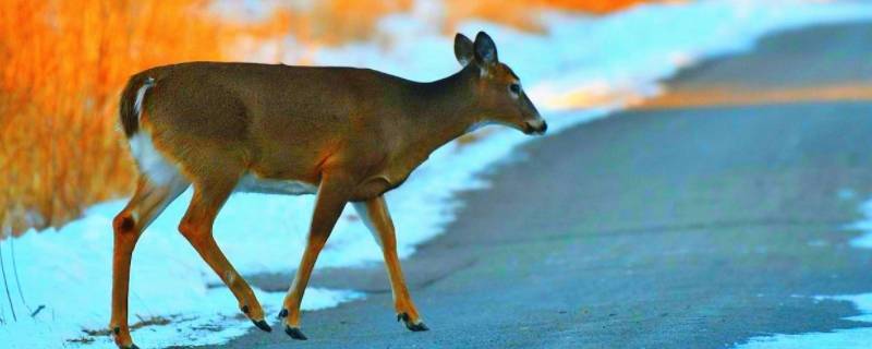 小鹿的脚印像什么形状（鹿的脚印像什么形状图片）-九图集