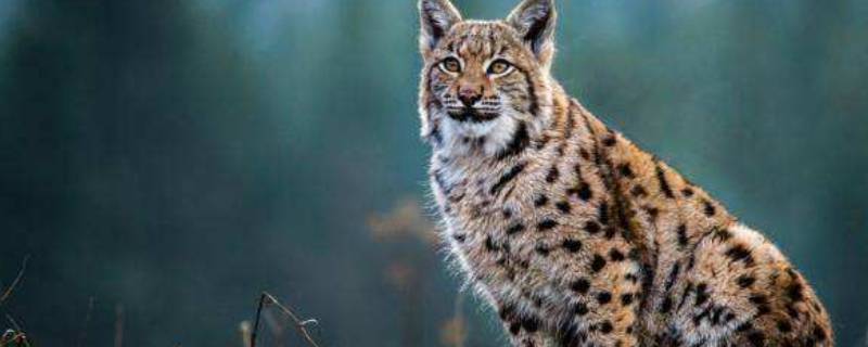 什么是猫科动物 猫为什么是猫科动物-九图集