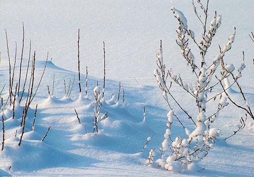 三九天喝什么茶好(三九天适合喝什么茶)
