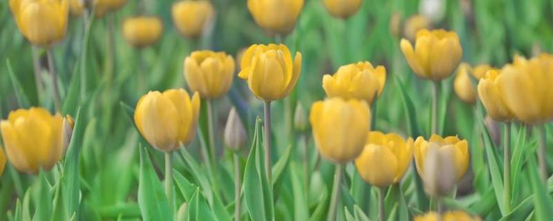 黄和绿是对比色还是互补色（黄和绿是对比色吗）-九图集