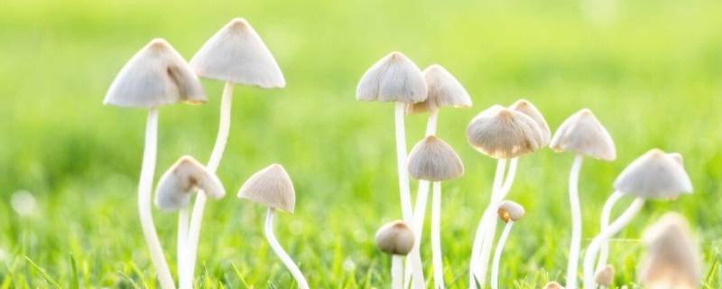 蘑菇类都有哪些品种（蘑菇的品类有哪些）