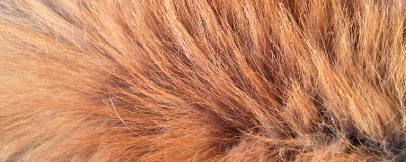 狐狸毛水洗的结果 狐狸毛 水洗-九图集