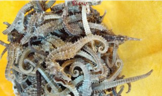 干海马煲汤前怎么清洗 干海马煲汤需要清理内脏吗