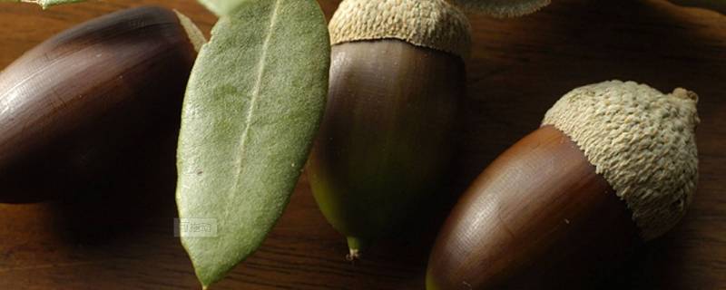 橡果为什么没人吃（橡果子能吃吗?）-九图集