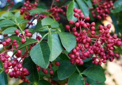 花椒有什么营养（花椒有什么营养价值和功效）-九图集