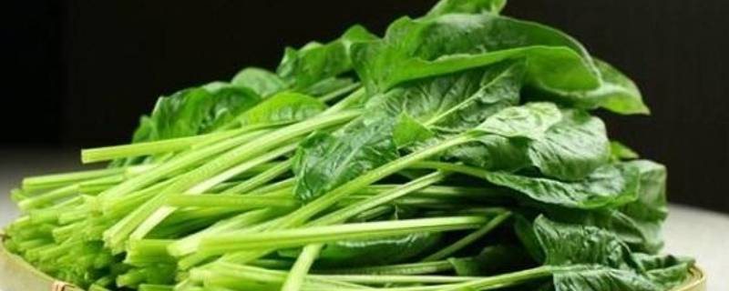 叶菜类蔬菜可以放冰箱吗（菜叶子能放冰箱吗）-九图集