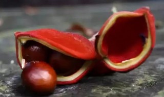 凤眼果煮多久才能煮熟 凤眼果要煮多久才熟-九图集