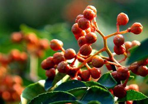 花椒的功效与作用 花椒的功效与作用与主治泡脚-九图集