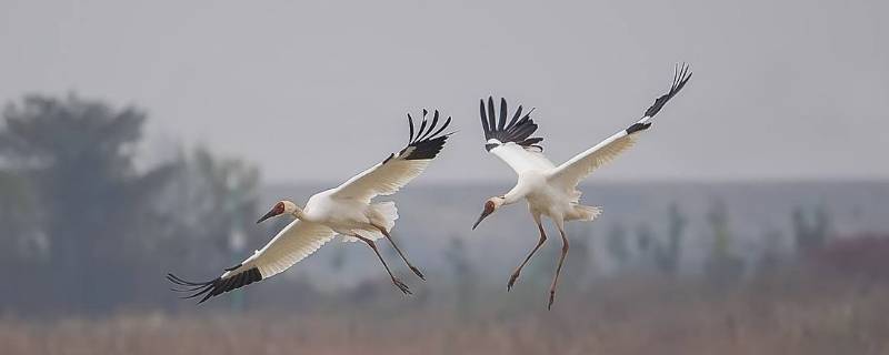 白鹤能飞吗(白鹤可以在天上飞吗)