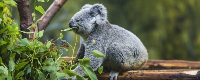 观赏动物有哪些特性（观赏性的动物有哪些）