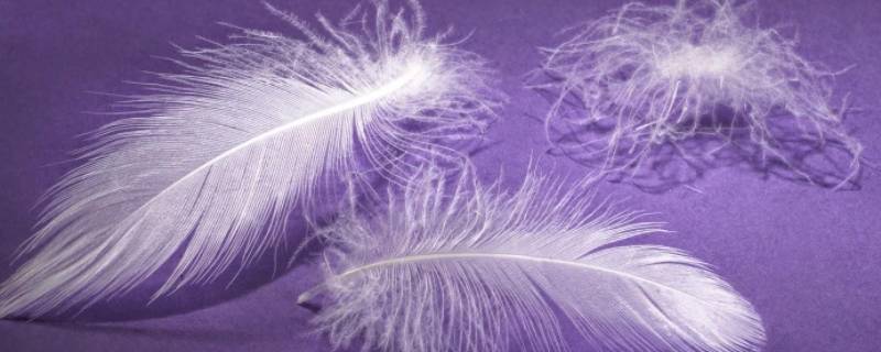 鹅绒服能不能用洗衣机（鹅绒服能不能用洗衣机洗）-九图集