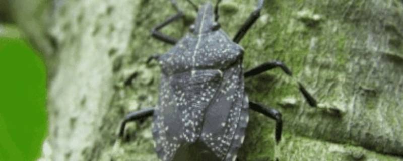 如何防止臭屁虫进屋（如何防止臭屁虫进屋的药粉）-九图集