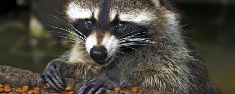 浣熊喜欢吃什么食物 浣熊主要吃什么