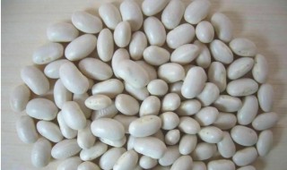 白芸豆怎么吃减肥最佳（白芸豆怎么吃可以减肥）