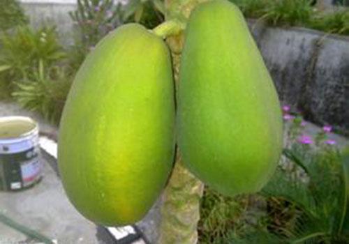 木瓜青的可以吃吗 木瓜青的能吃吗图片-九图集